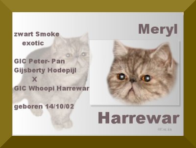 CH Meryl Harrewar, Exotic Black smoke poes